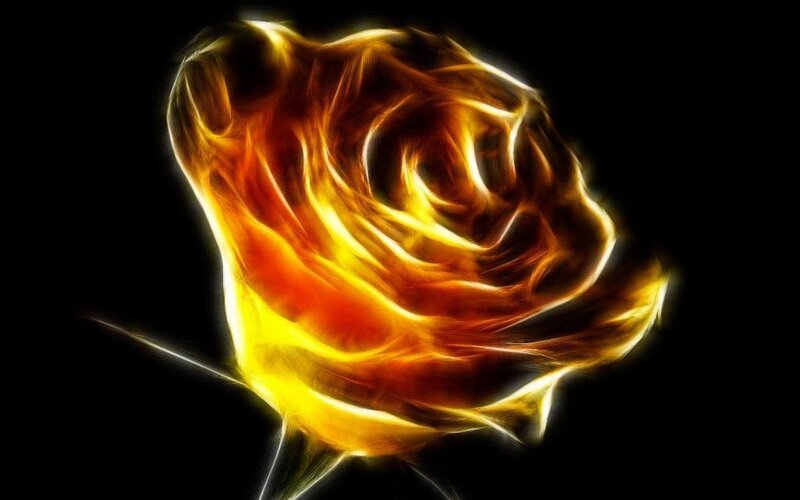 Flame Rose — Yellow, Dramatic