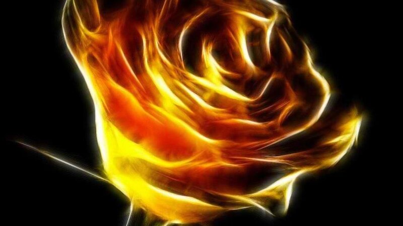 Flame Rose — Yellow