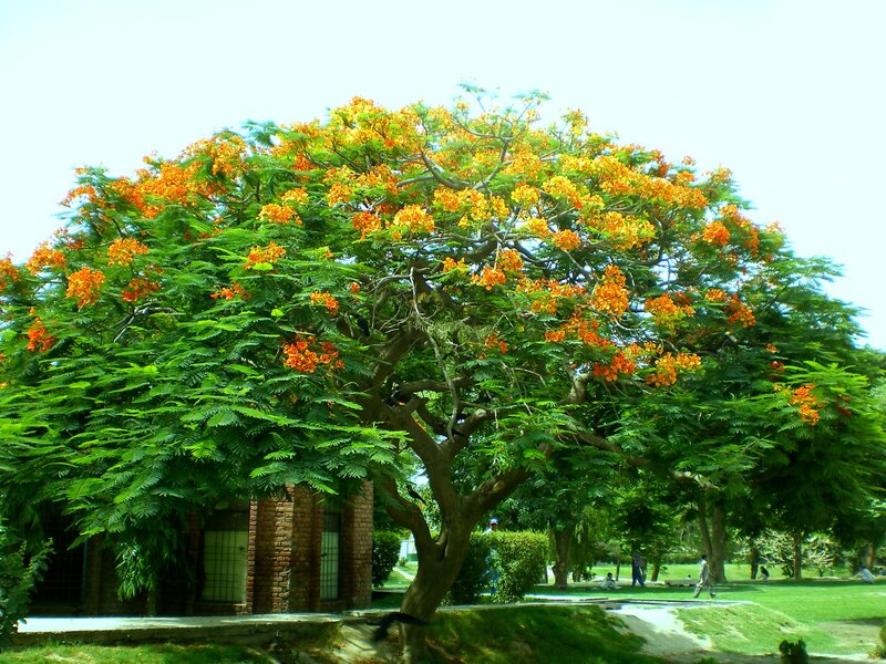 Flame Tree in Bloom — Green