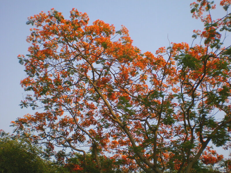 Flame Tree in Bloom — Orange, Serene