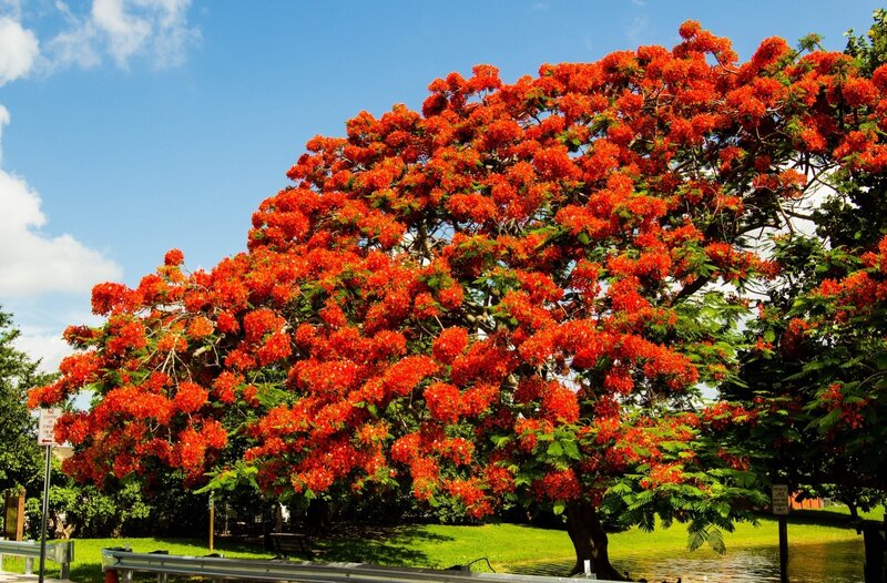 Flame Tree in Bloom — Red