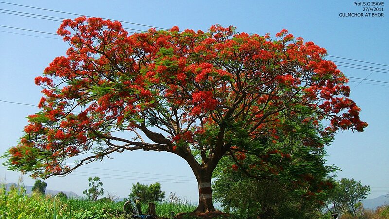 Flame Tree in Bloom