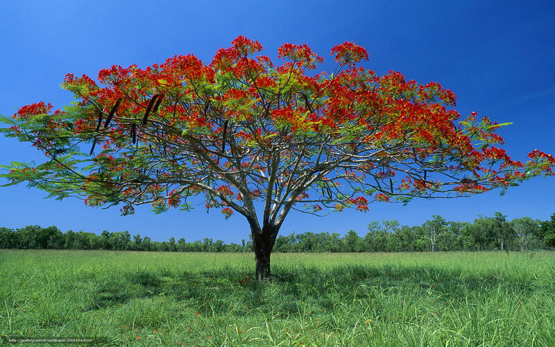 Flame Tree in Field — Green