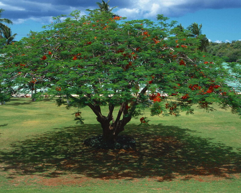 Flame Tree in Garden