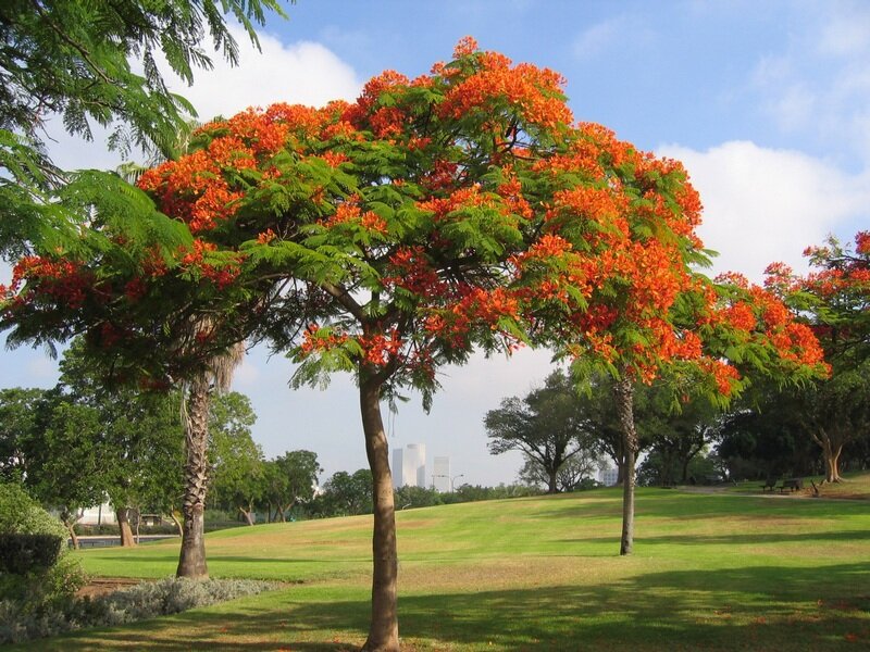 Flame Tree in Park