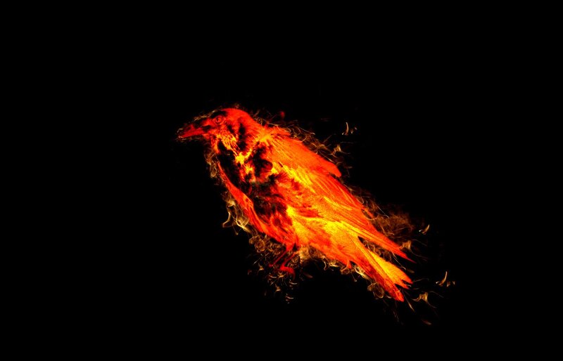 Flaming Bird — Black