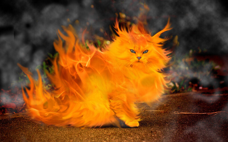 flaming cat in motion