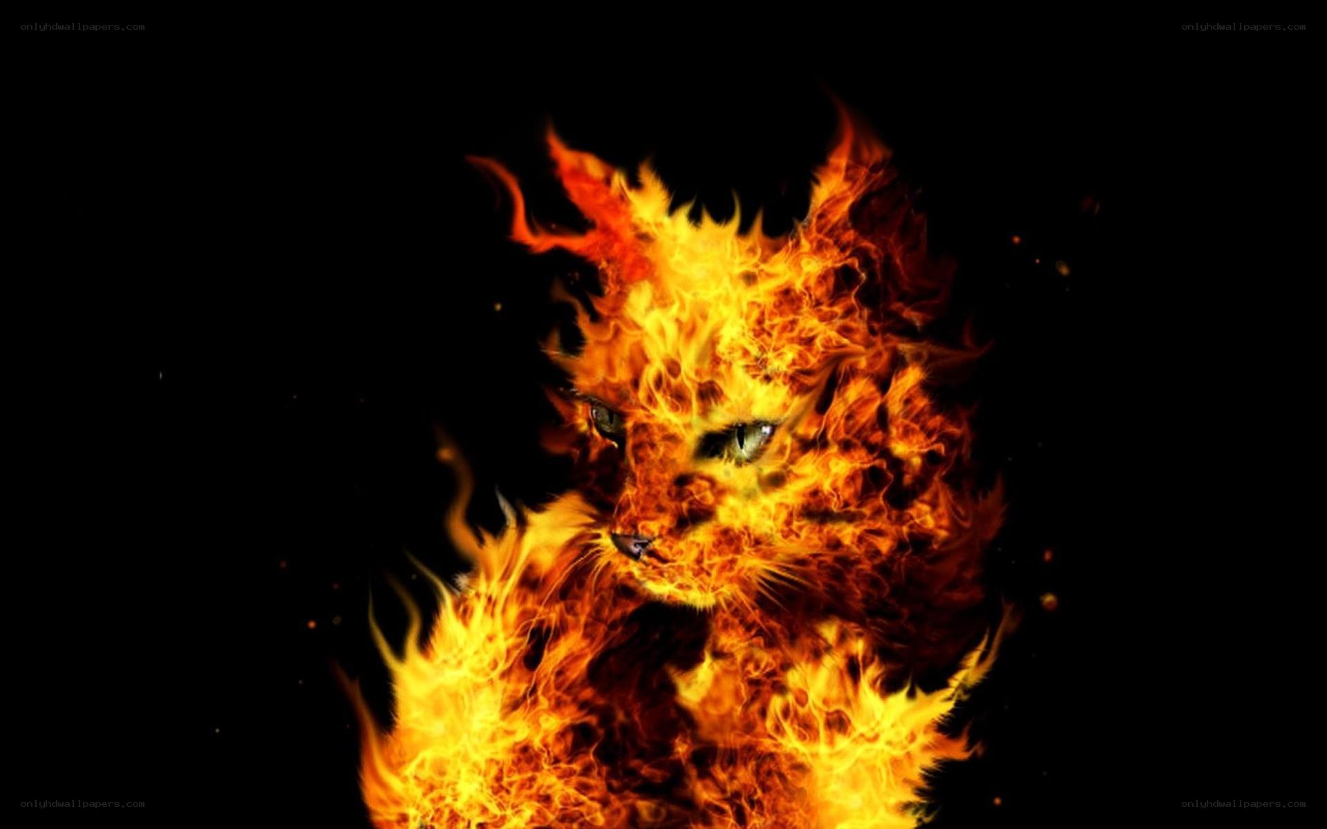 flaming cat on black background