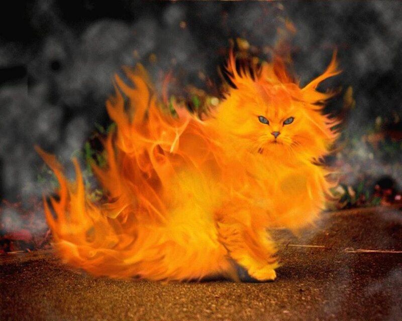 Flaming Cat — Orange, Dramatic, Digital Art