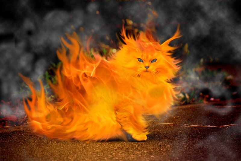 Flaming Cat — Orange, Dramatic