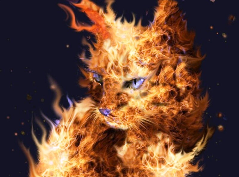 Flaming Cat — Orange