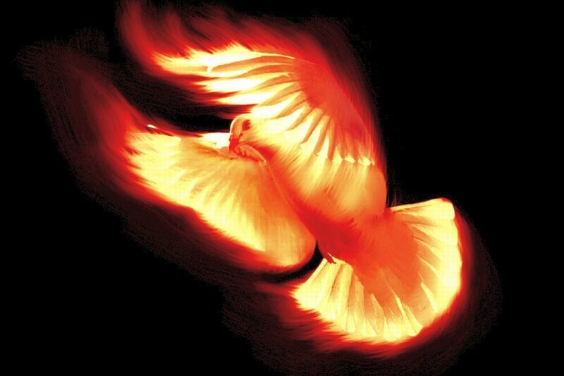Flaming Dove in Flight