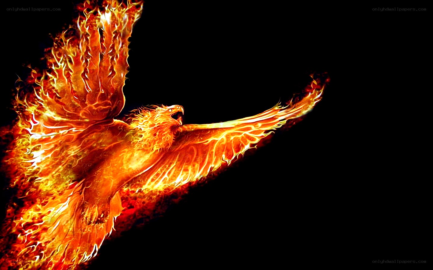 flaming phoenix in flight