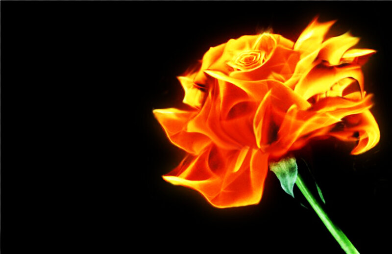 Flaming Rose Flower