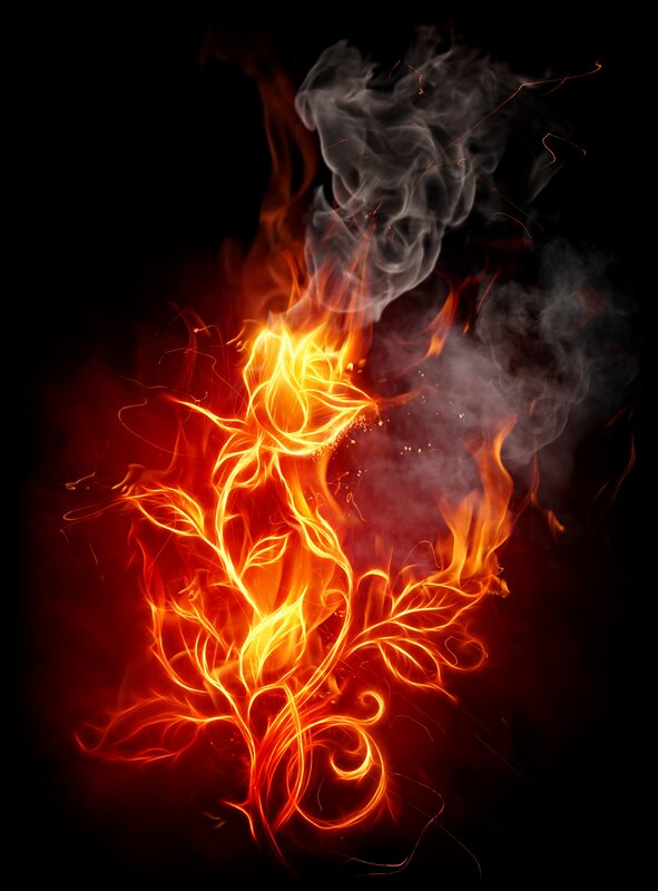 Flaming rose illustration