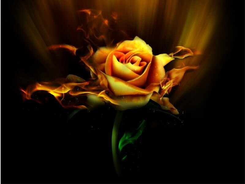 Flaming rose in darkness