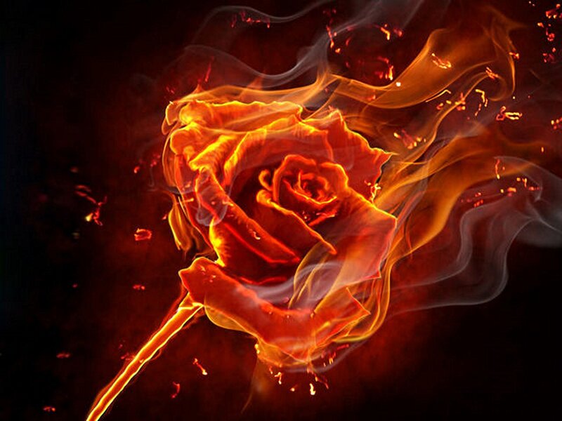 Flaming Rose — Red