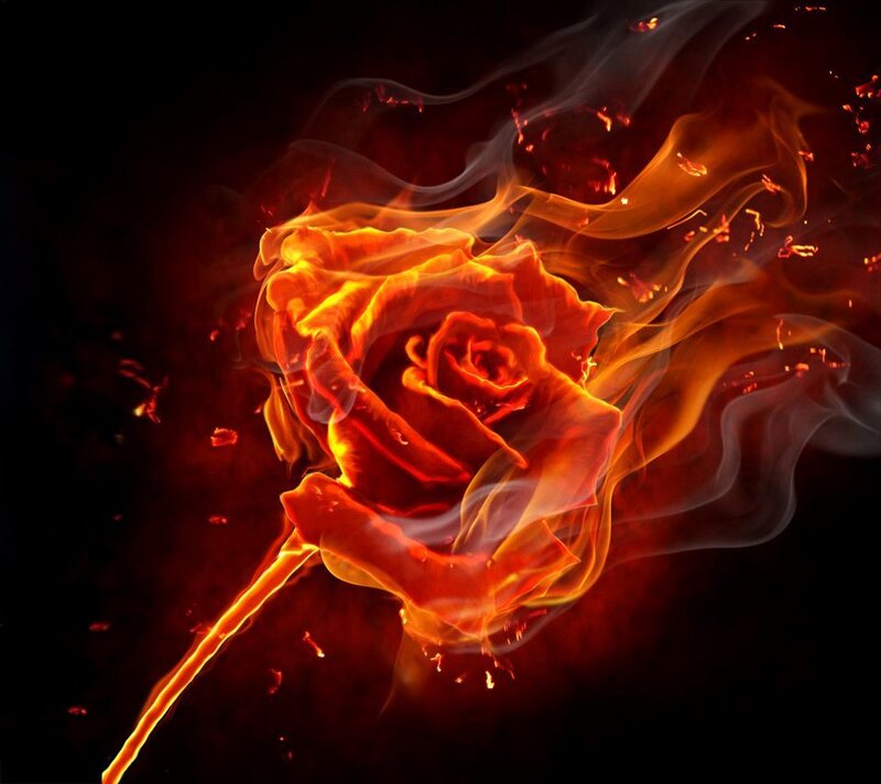 Flaming Rose