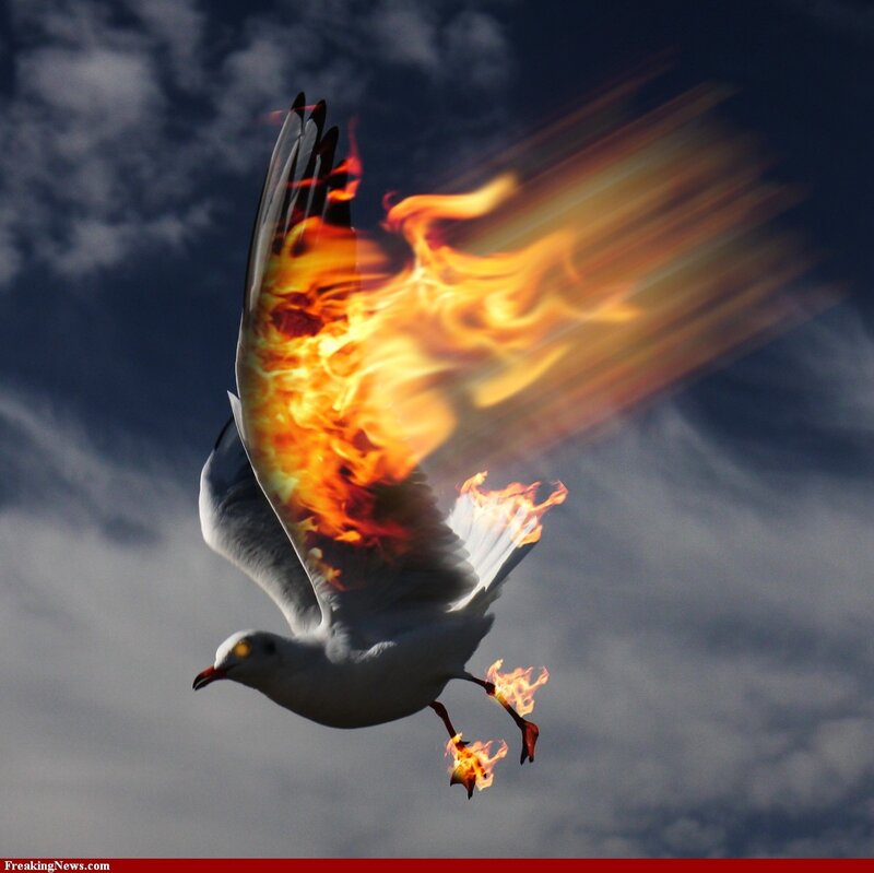 Flaming Seagull in Flight