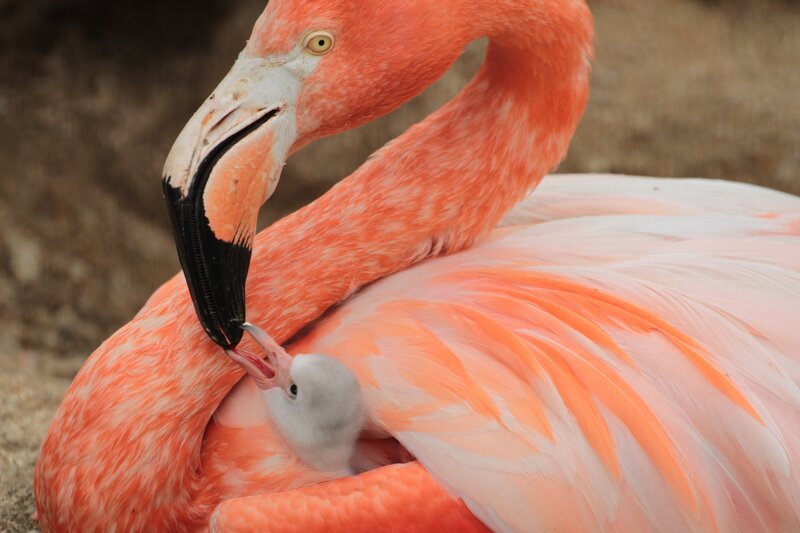 Flamingo and Chick