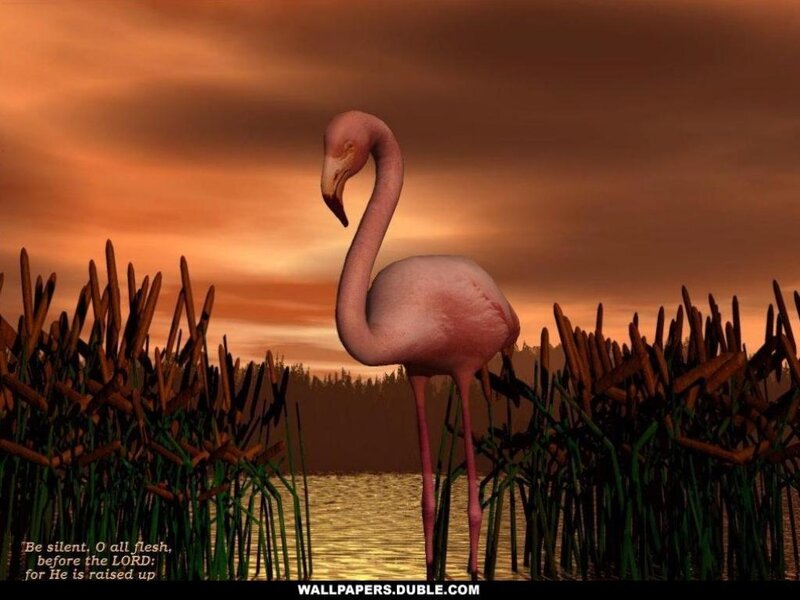 Flamingo at sunset