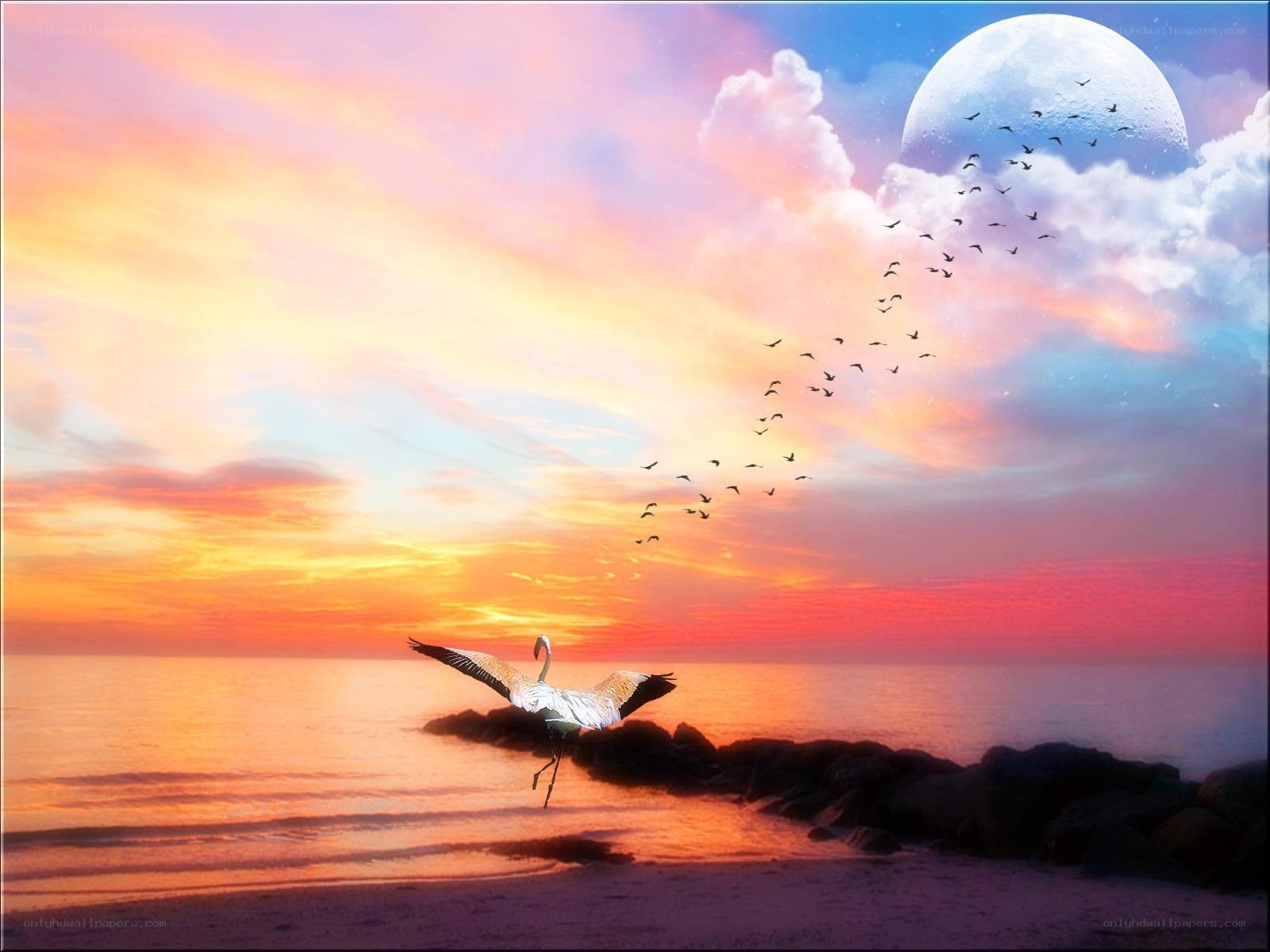 Flamingo at sunset with moon