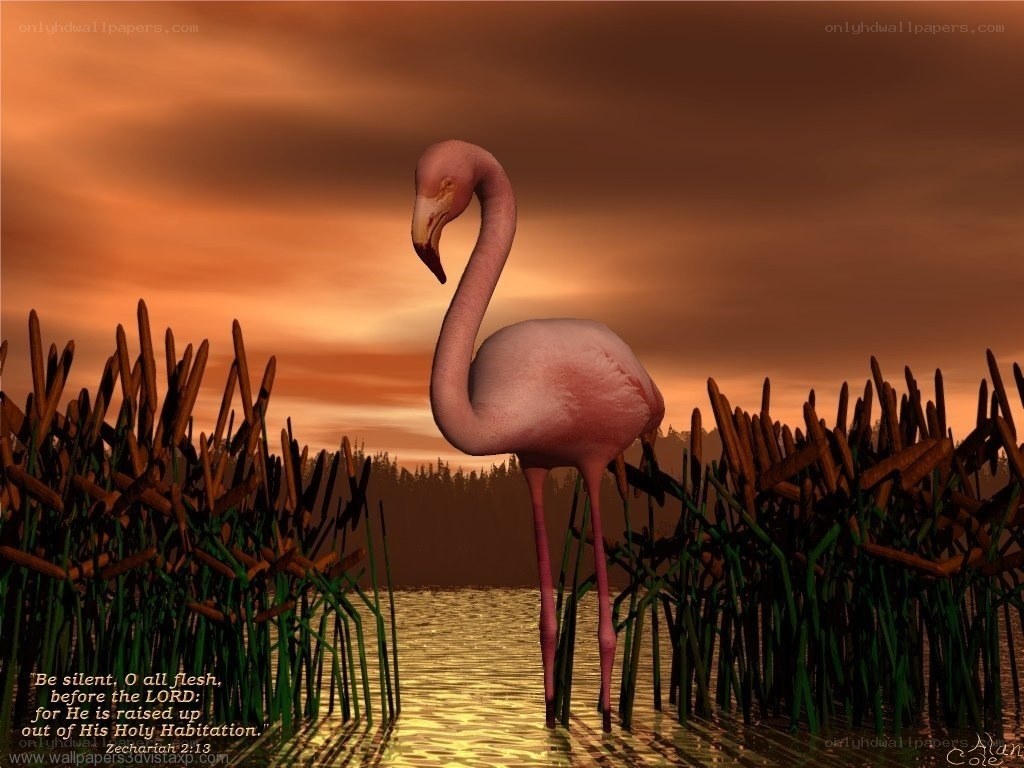 Flamingo at sunset