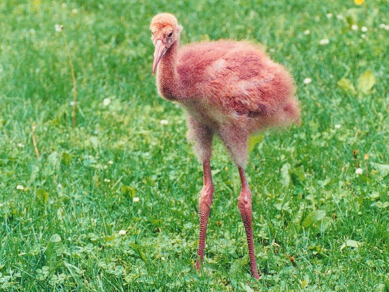 flamingo chick on grass