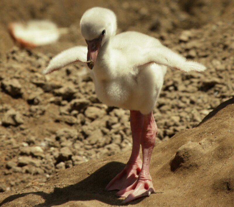Flamingo Chick