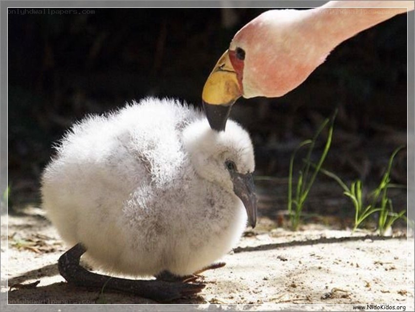 Flamingo chick with parent