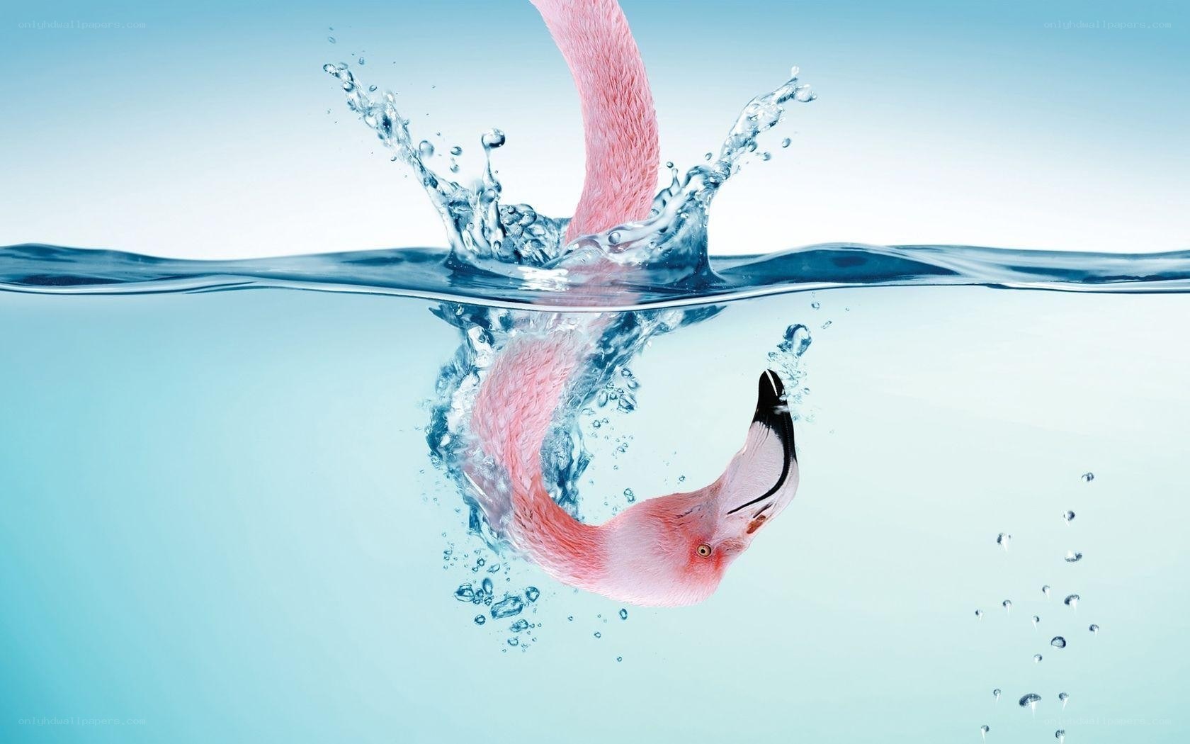 flamingo diving into water
