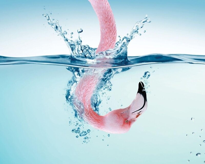 flamingo diving into water