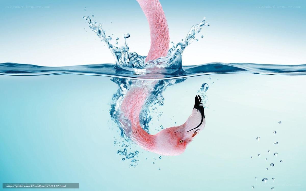 flamingo diving into water