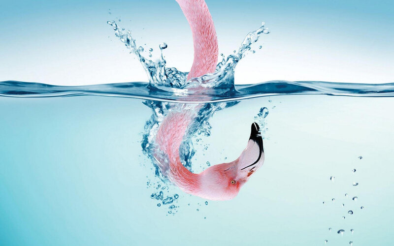 Flamingo Diving Underwater