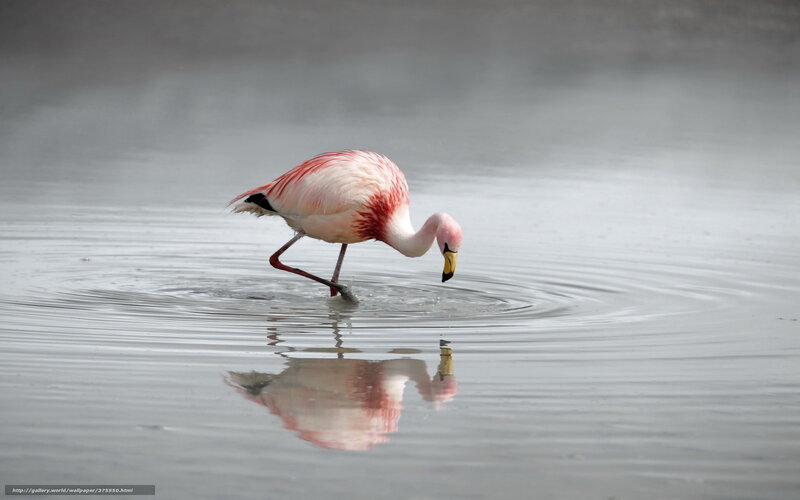 flamingo drinking from water