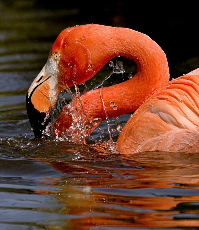 Flamingo drinking from water