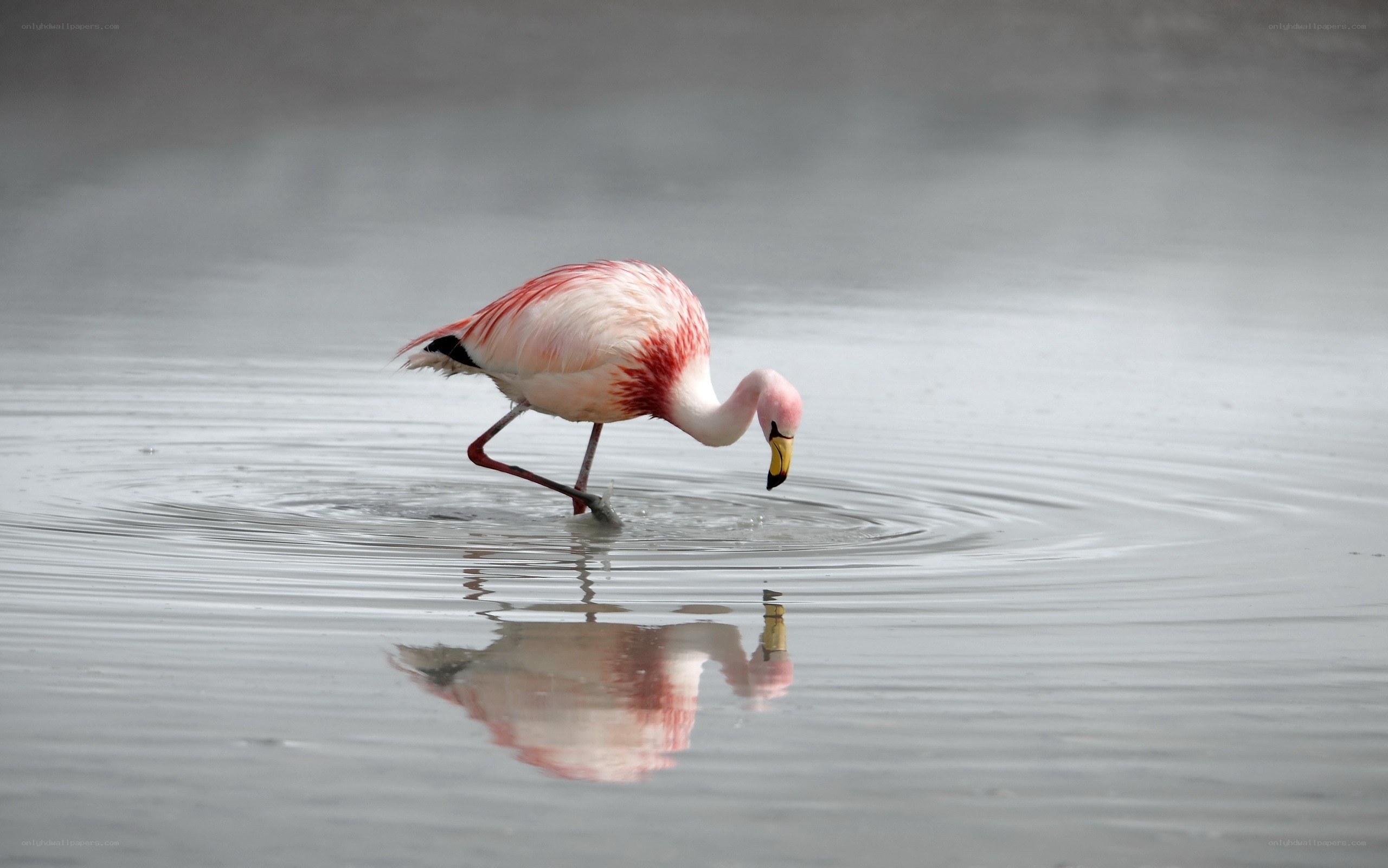 flamingo drinking from water