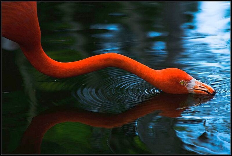 Flamingo Drinking Water — Red