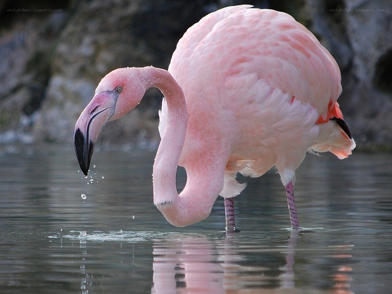 flamingo drinking water