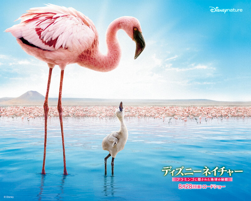 Flamingo Family in Wetlands