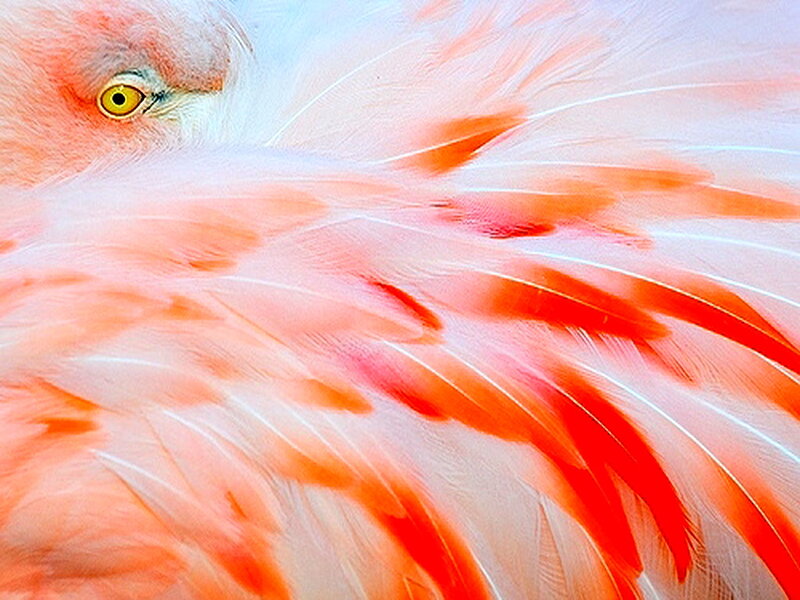 Flamingo Feathers — Pink, Calm, Photograph