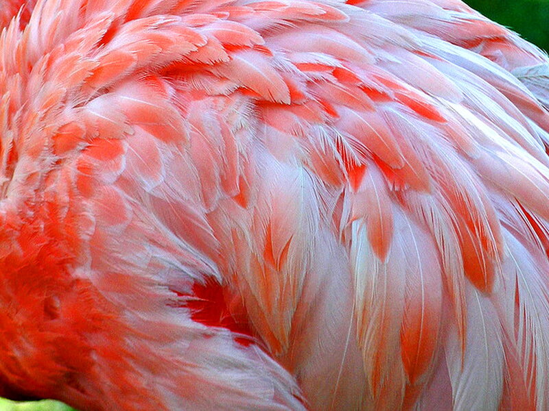 Flamingo Feathers — Pink, Calm