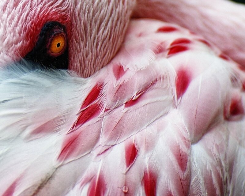 Flamingo Feathers — Pink