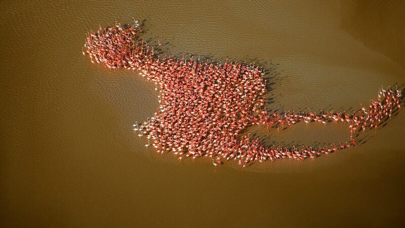 Flamingo Flock in Water — Brown, Serene