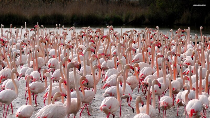 Flamingo Flock in Water — Pink
