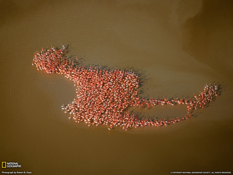 Flamingo Flock in Water
