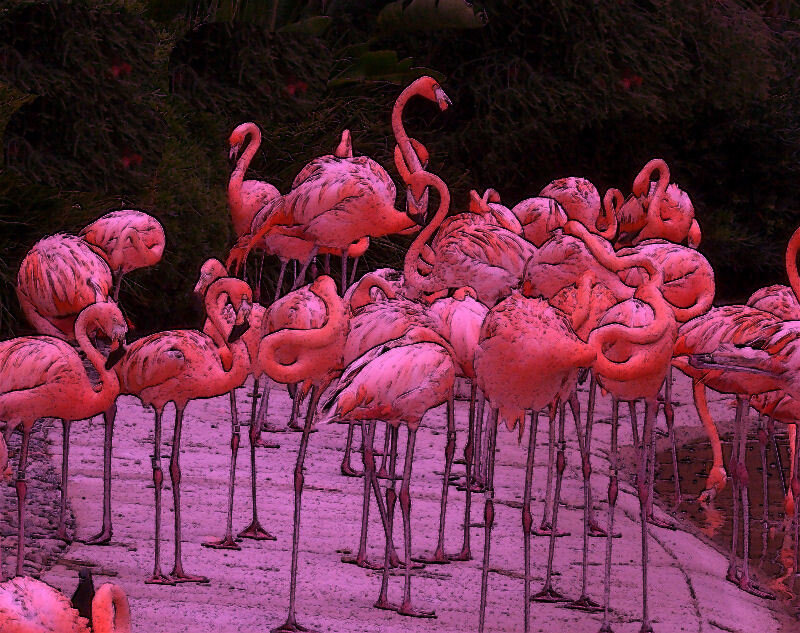 Flamingo Flock on Path