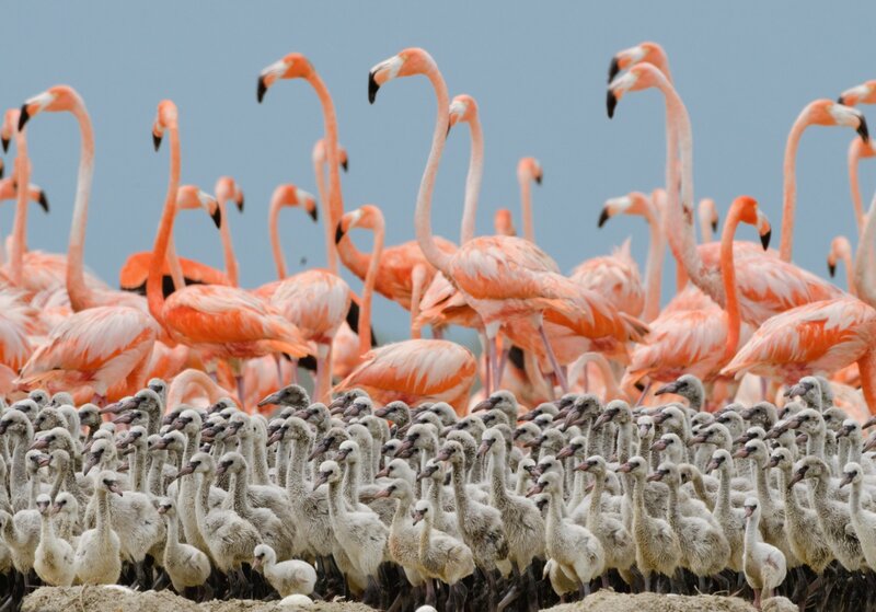 Flamingo Flock — Pink, Calm