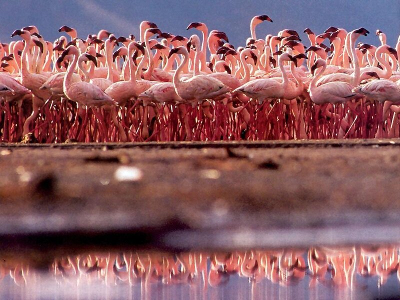 Flamingo Flock — Pink