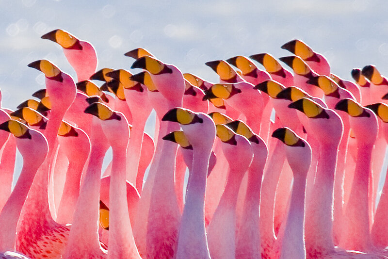 Flamingo Flock